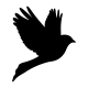 Fogas falmatrica - Galamb