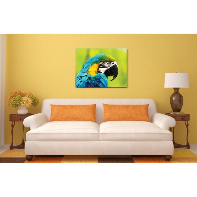 Sárga-kék arapapagáj