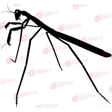 Imádkozó sáska - Falmatrica / Faltetoválás