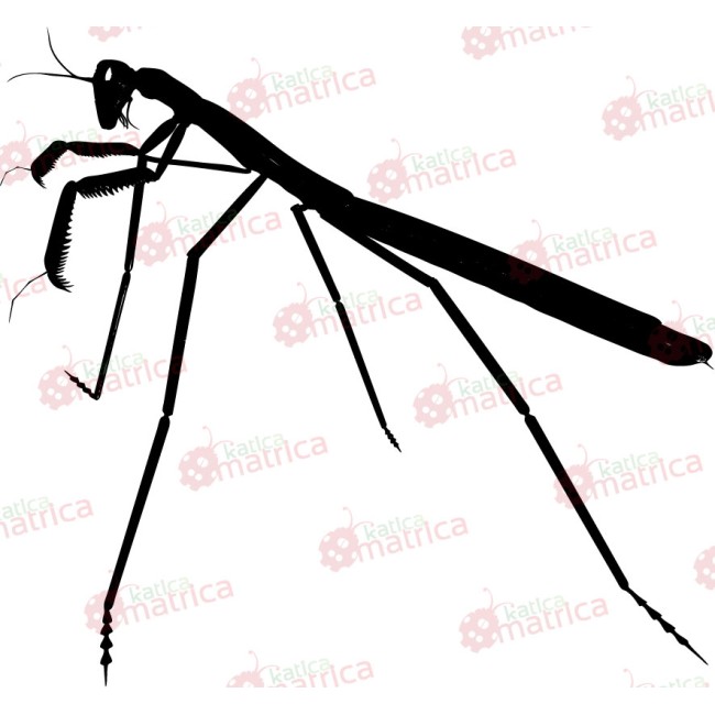 Imádkozó sáska - Falmatrica / Faltetoválás