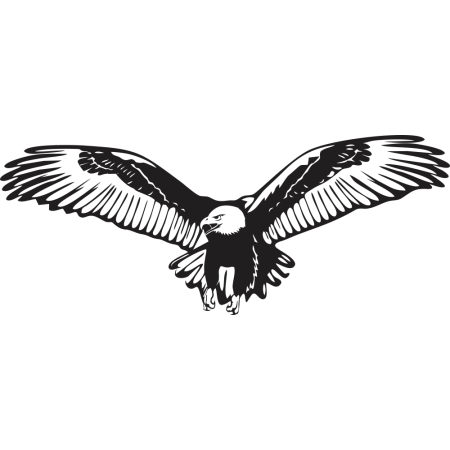 Fehérfejű rétisas - Falmatrica / Faltetoválás