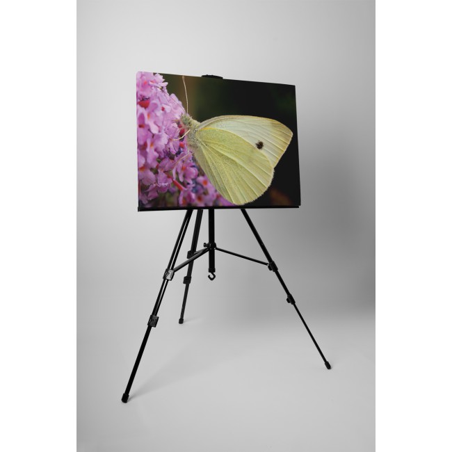 Krémszínű pillangó