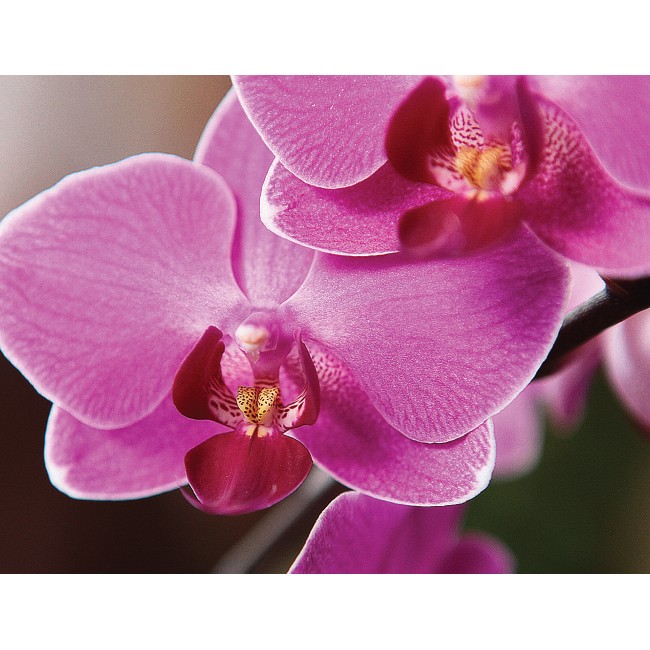 Phalaenopsis