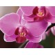 Phalaenopsis