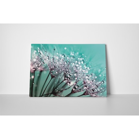 Harmatos pitypang magvak