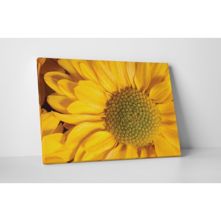 Sárga napraforgó virág