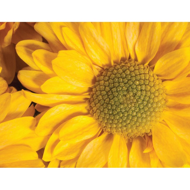 Sárga napraforgó virág