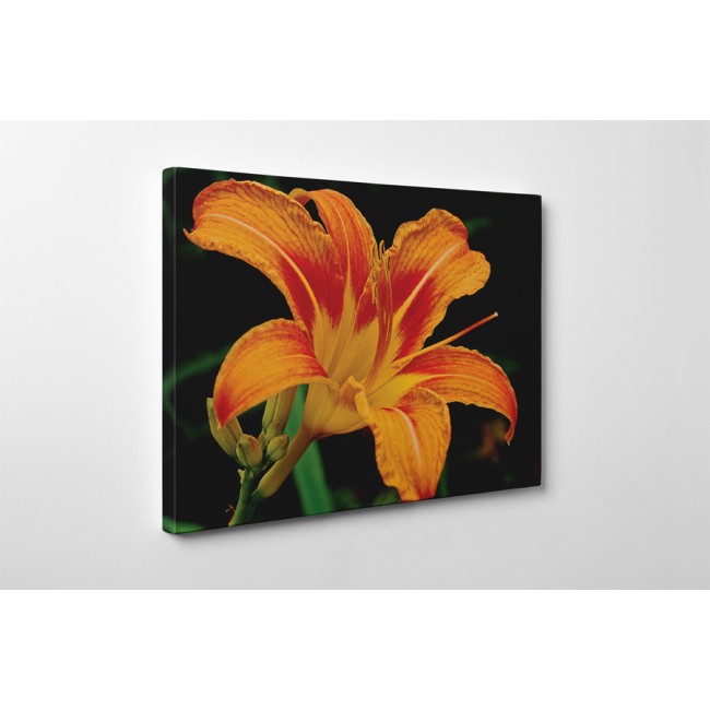 Narancssárga liliom