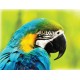 Sárga-kék arapapagáj