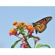 Színes pillangó