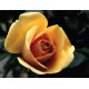 Sárga rózsa