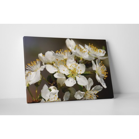 Fehér virágú bokor