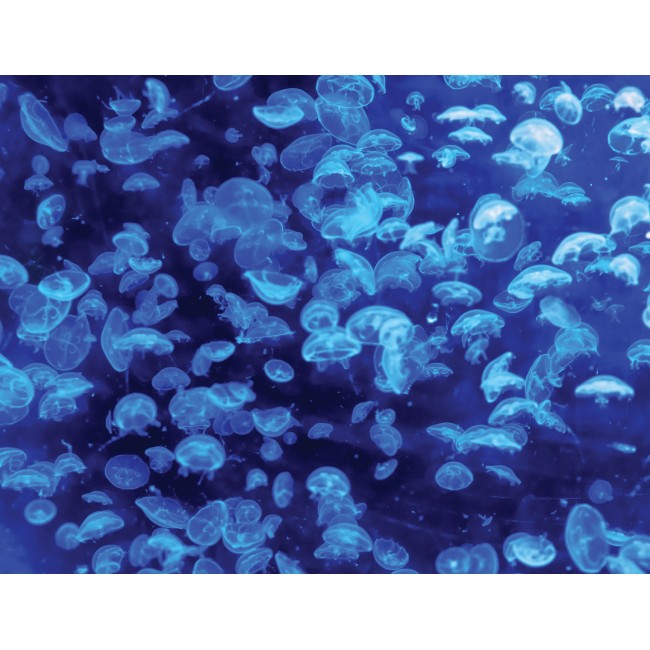 Kék medúzák