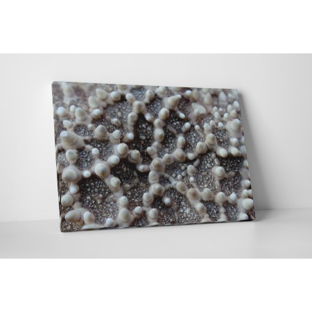 Tengeri csillag közelről