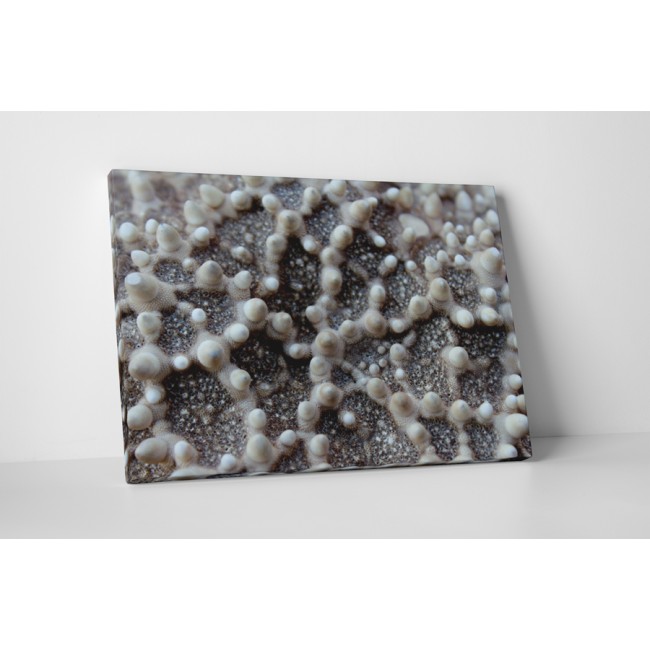 Tengeri csillag közelről