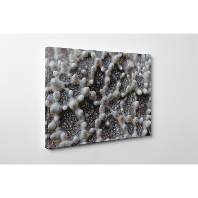 Tengeri csillag közelről