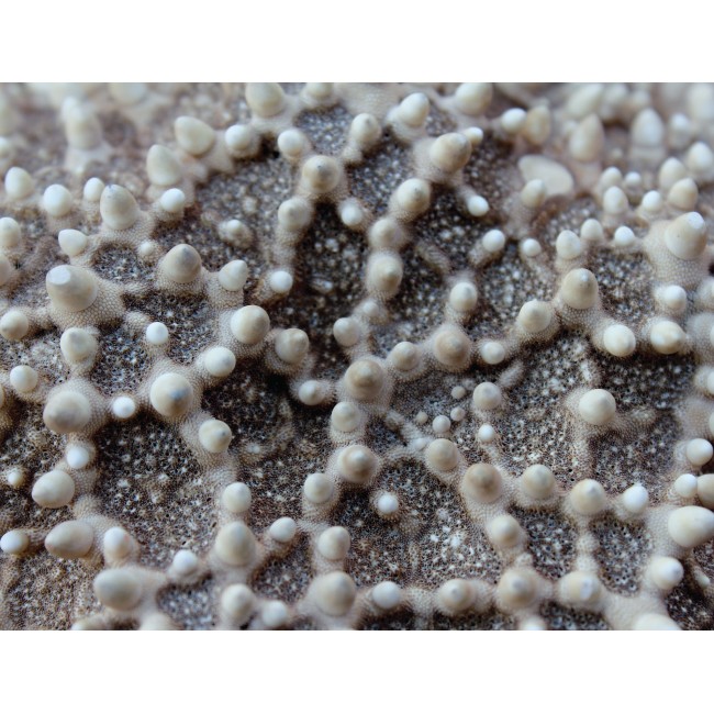 Tengeri csillag közelről