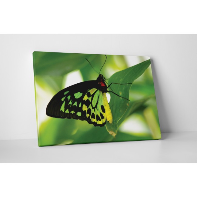 Zöld óriáspillangó