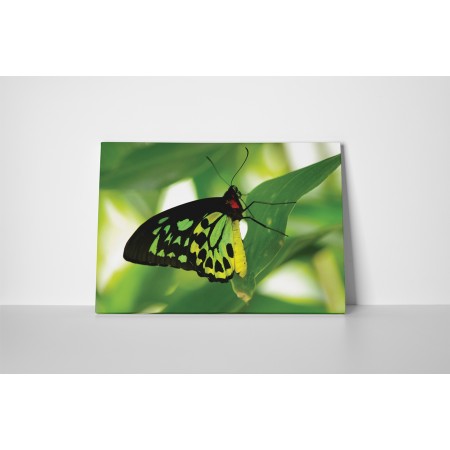 Zöld óriáspillangó