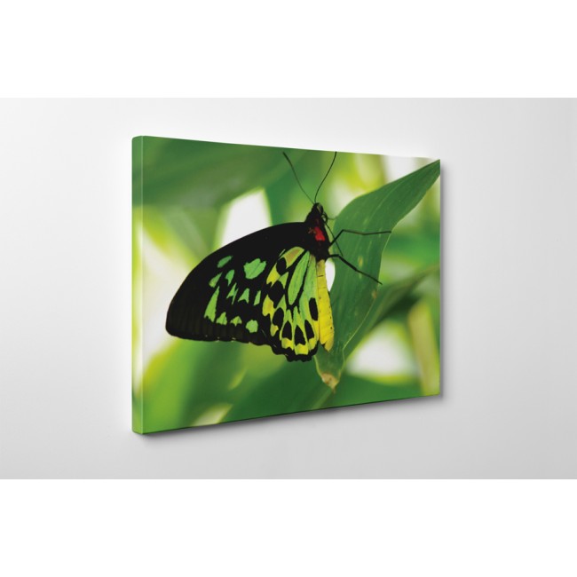 Zöld óriáspillangó