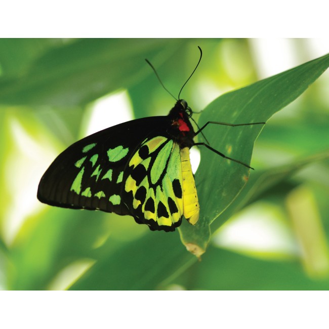 Zöld óriáspillangó