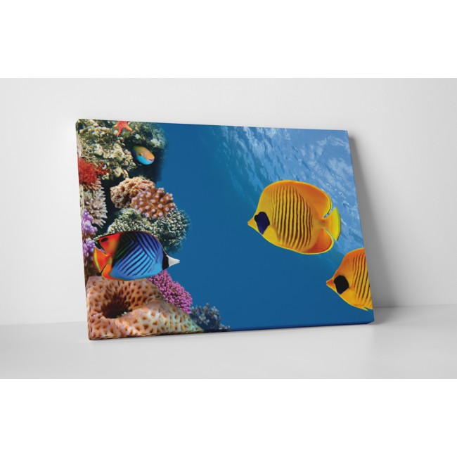 Színes tengervilág