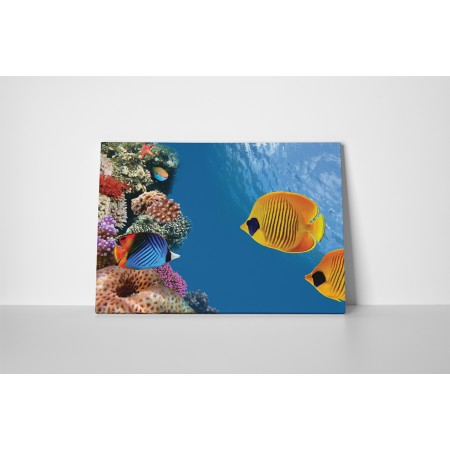 Színes tengervilág