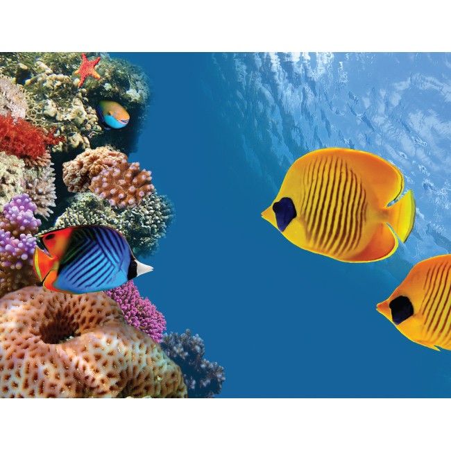 Színes tengervilág