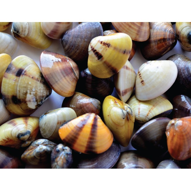 Egy rakás kagyló