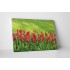 Tulipánok