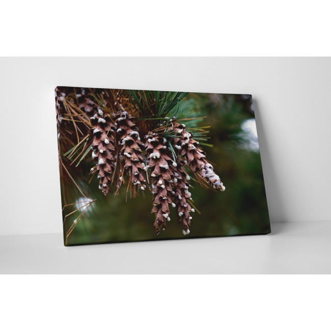 Különleges tobozok