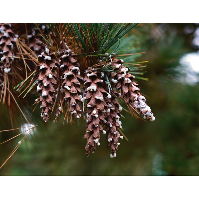 Különleges tobozok