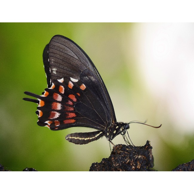 Fekete pillangó