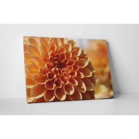 Barack színű dália