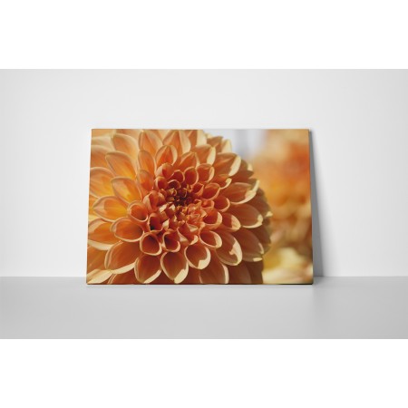 Barack színű dália