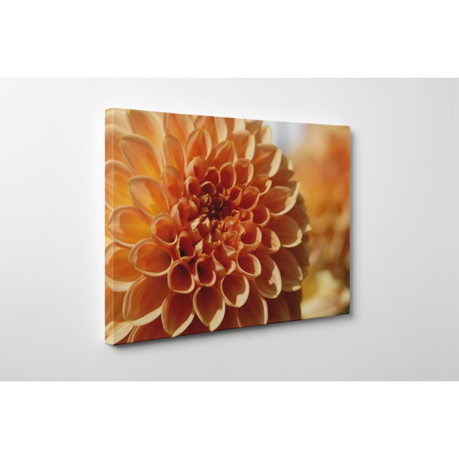 Barack színű dália