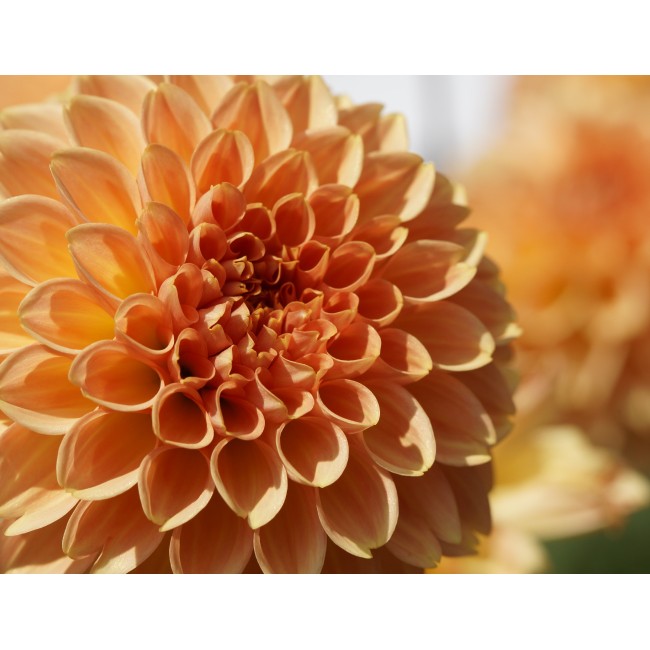 Barack színű dália