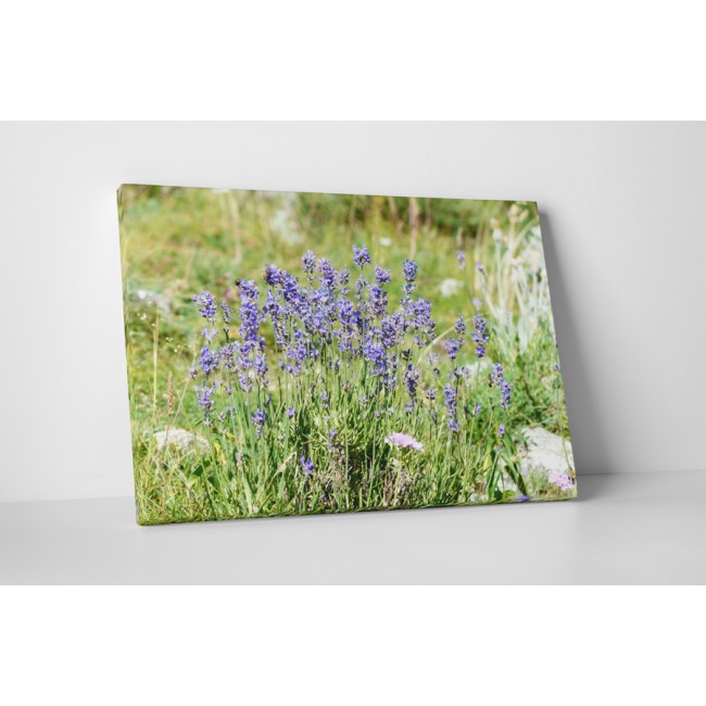 Lila virágok a mezőn