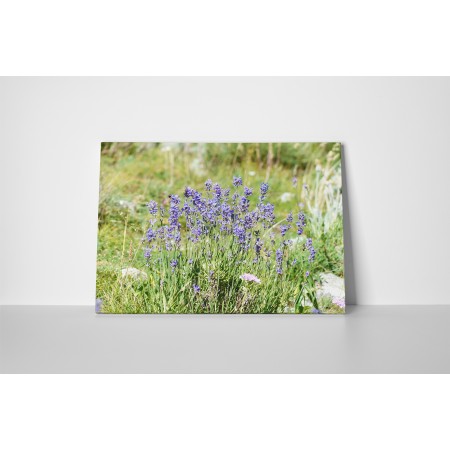 Lila virágok a mezőn