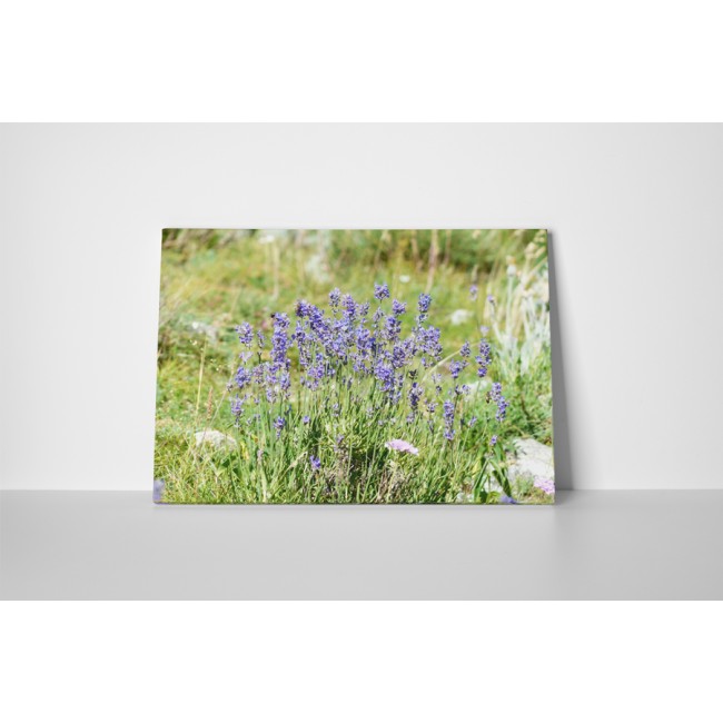 Lila virágok a mezőn