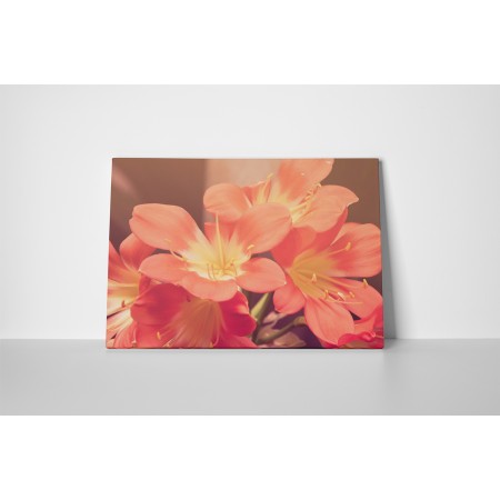 Csodálatos virágok