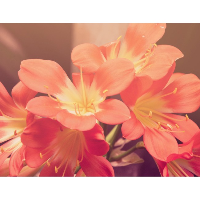 Csodálatos virágok