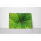 Pálmafa levelek