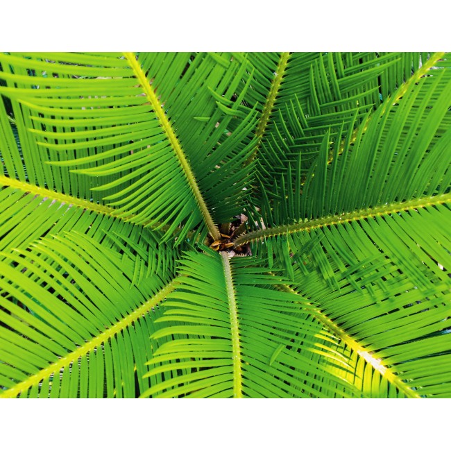Pálmafa levelek
