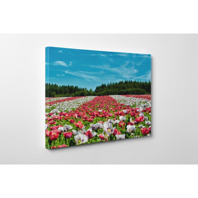 Színes virágok a réten