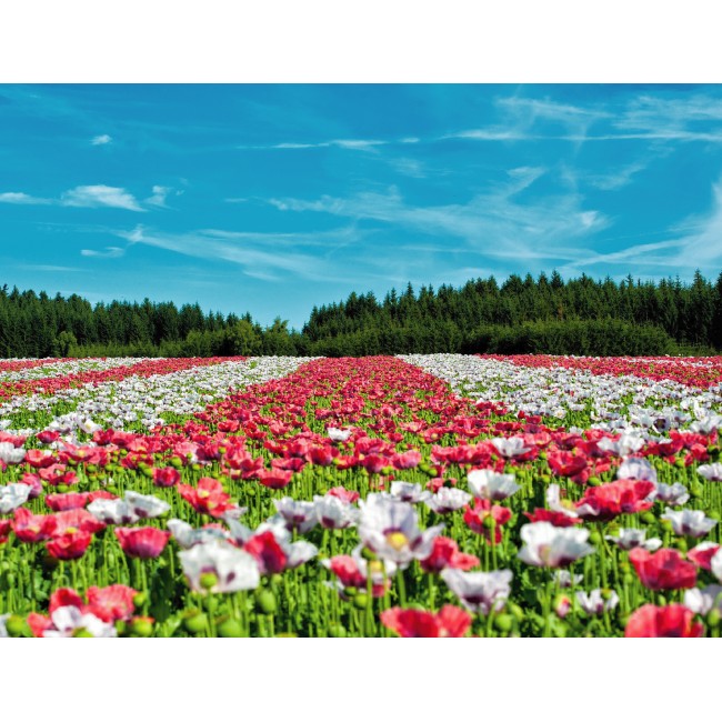 Színes virágok a réten