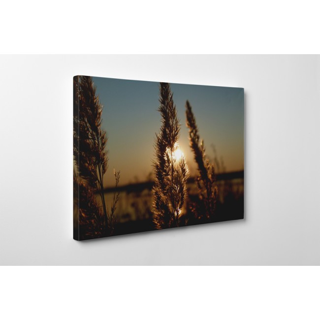 Naplemente a gabonamezőn