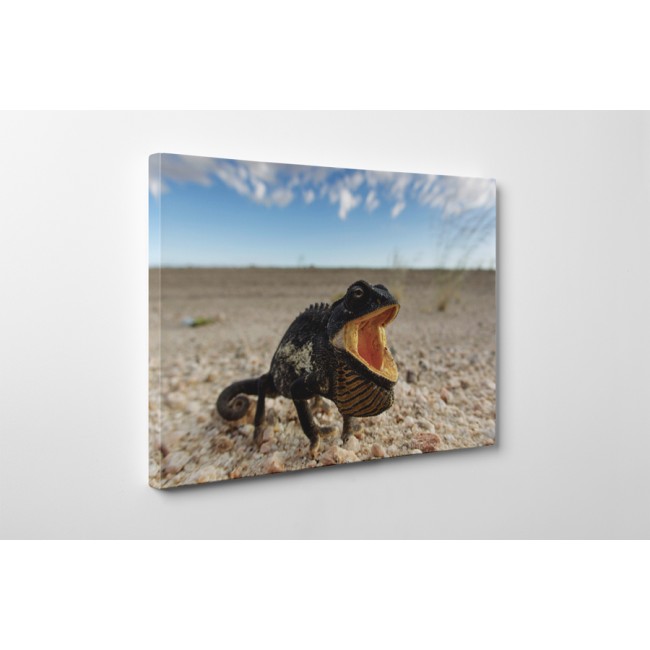 Különleges kaméleon