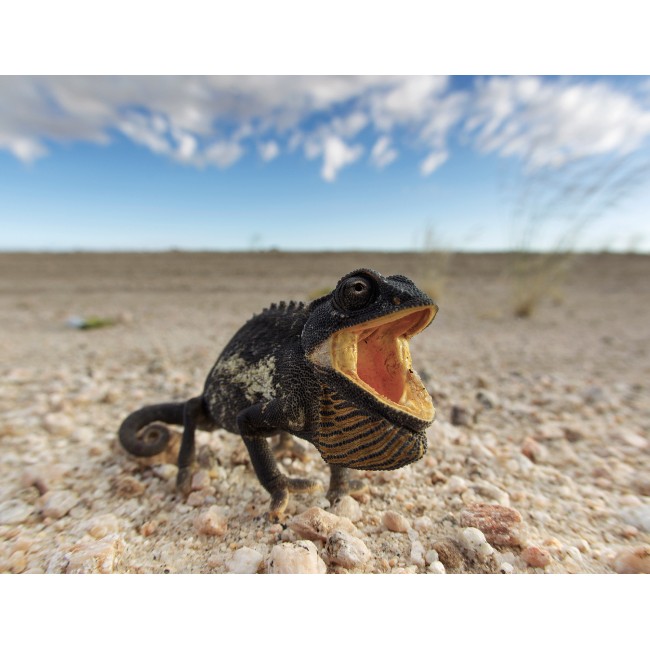 Különleges kaméleon