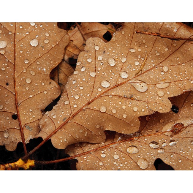 Harmatos őszi levelek